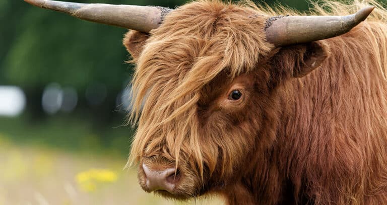 Scotland's Grazing Cows - The Highland Coos | Authentic Vacations